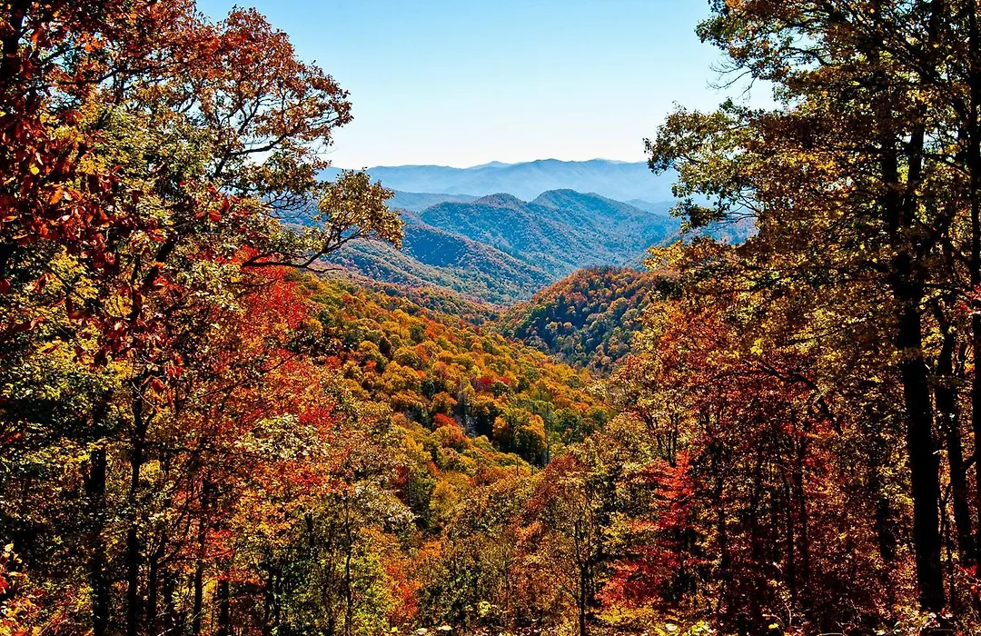 Bears Den-1