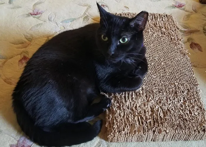 Clifford House Private Home B&B Cleveland