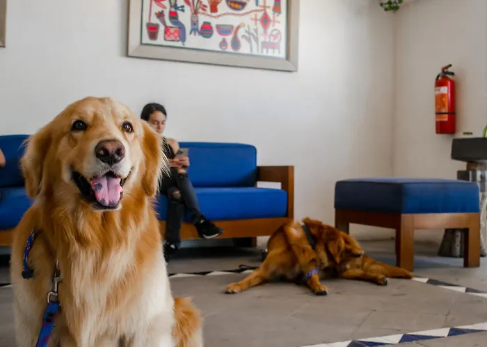 Puerto De Luna Pet Friendly And Family Suites Puerto Vallarta