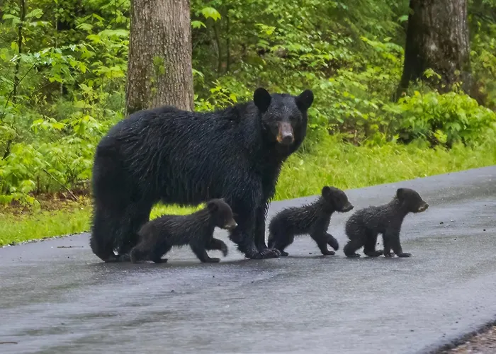 Bear Camp By The Night Hotel Pigeon Forge
